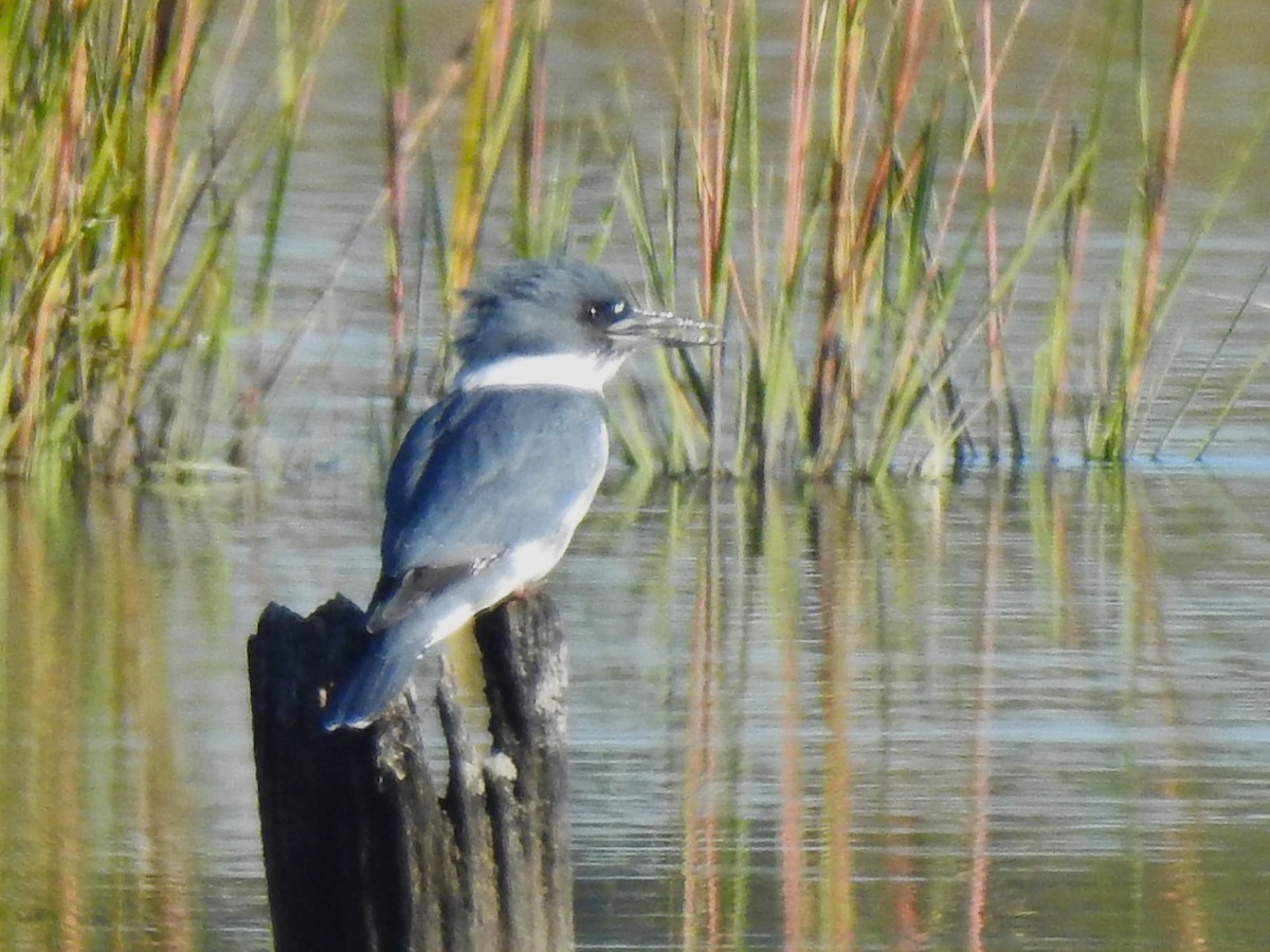 Belted Kingfisher - ML642949543