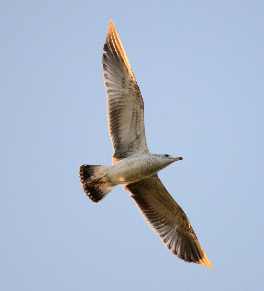 Lesser Black-backed Gull - ML642949544