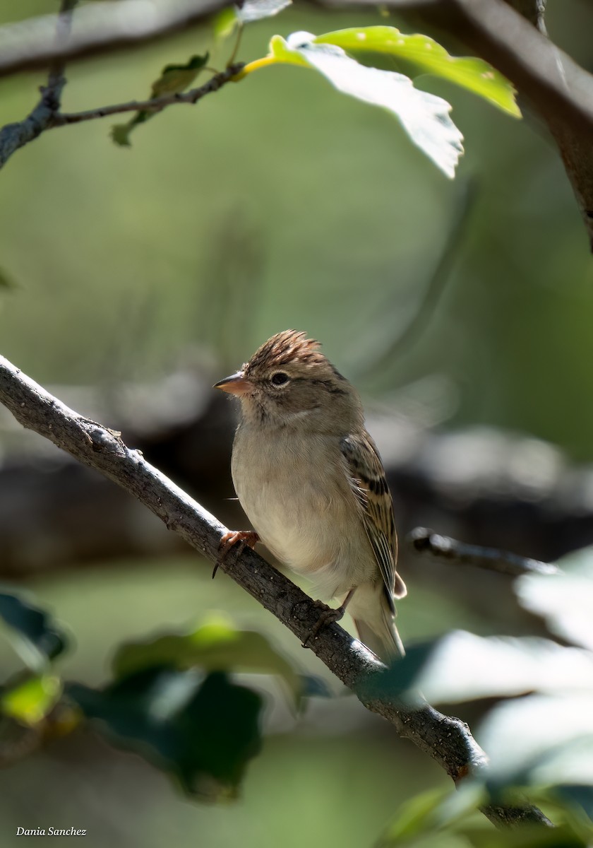 Chipping Sparrow - ML642949545