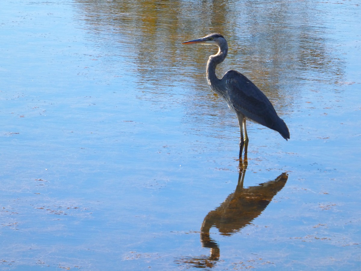 Great Blue Heron - ML642949546