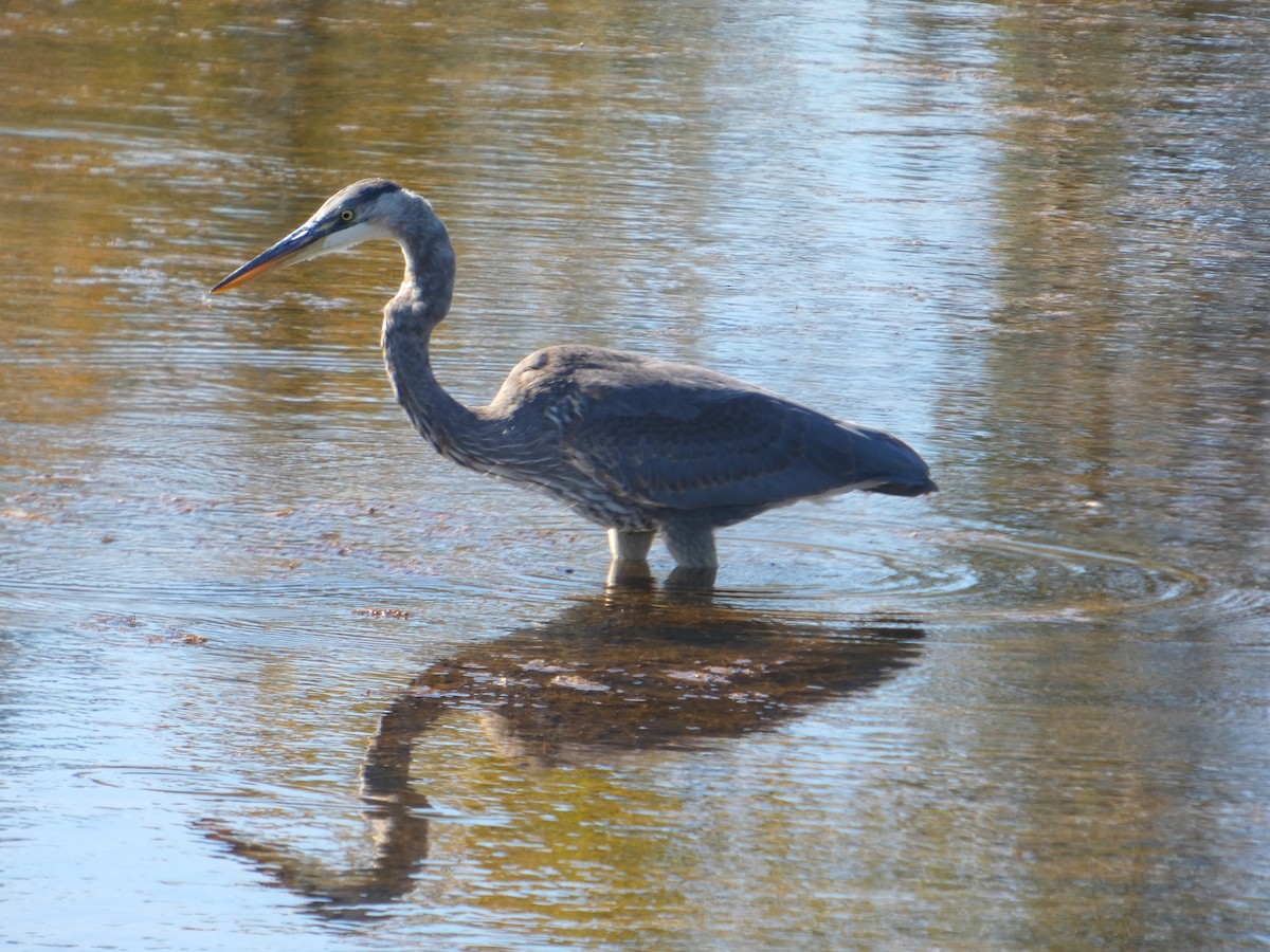 Great Blue Heron - ML642949547