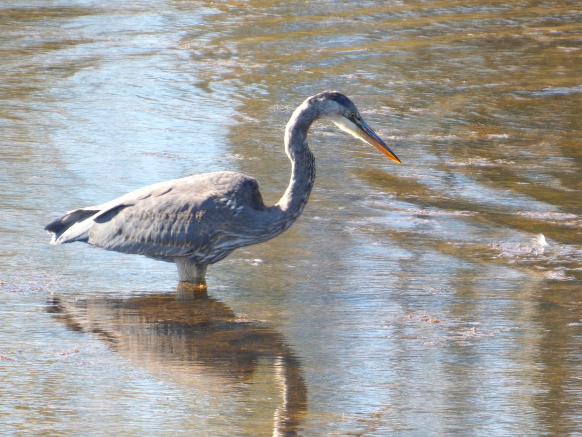 Great Blue Heron - ML642949548