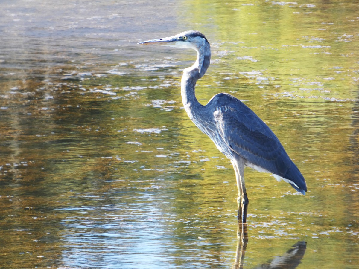 Great Blue Heron - ML642949549