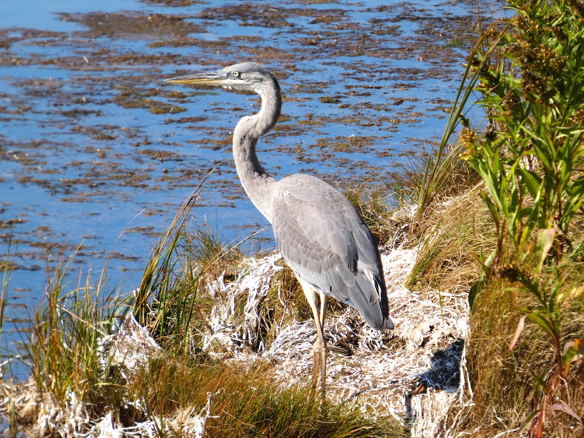 Great Blue Heron - ML642949550