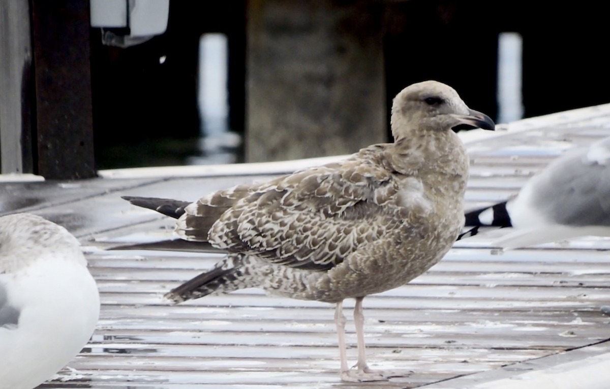 California Gull - ML642949552