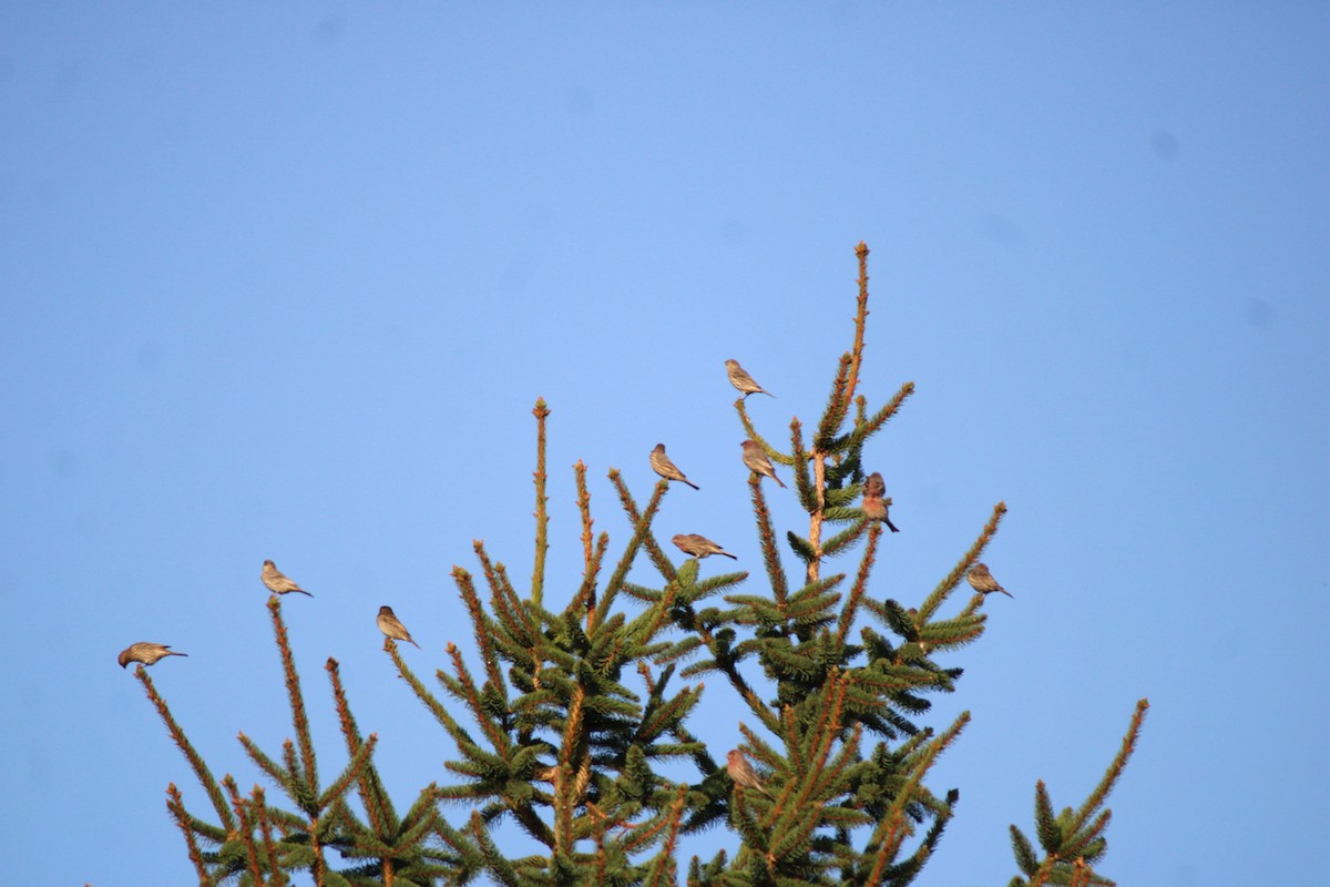 House Finch - ML642949553