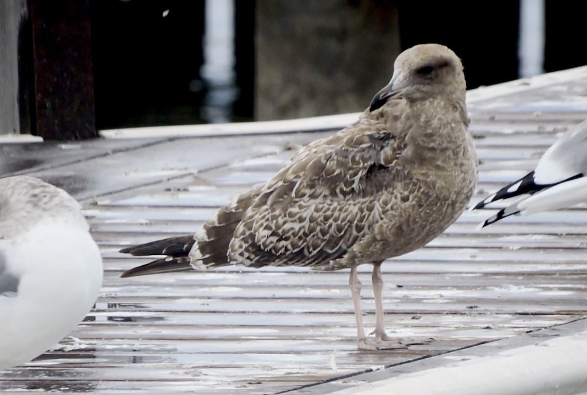 California Gull - ML642949555