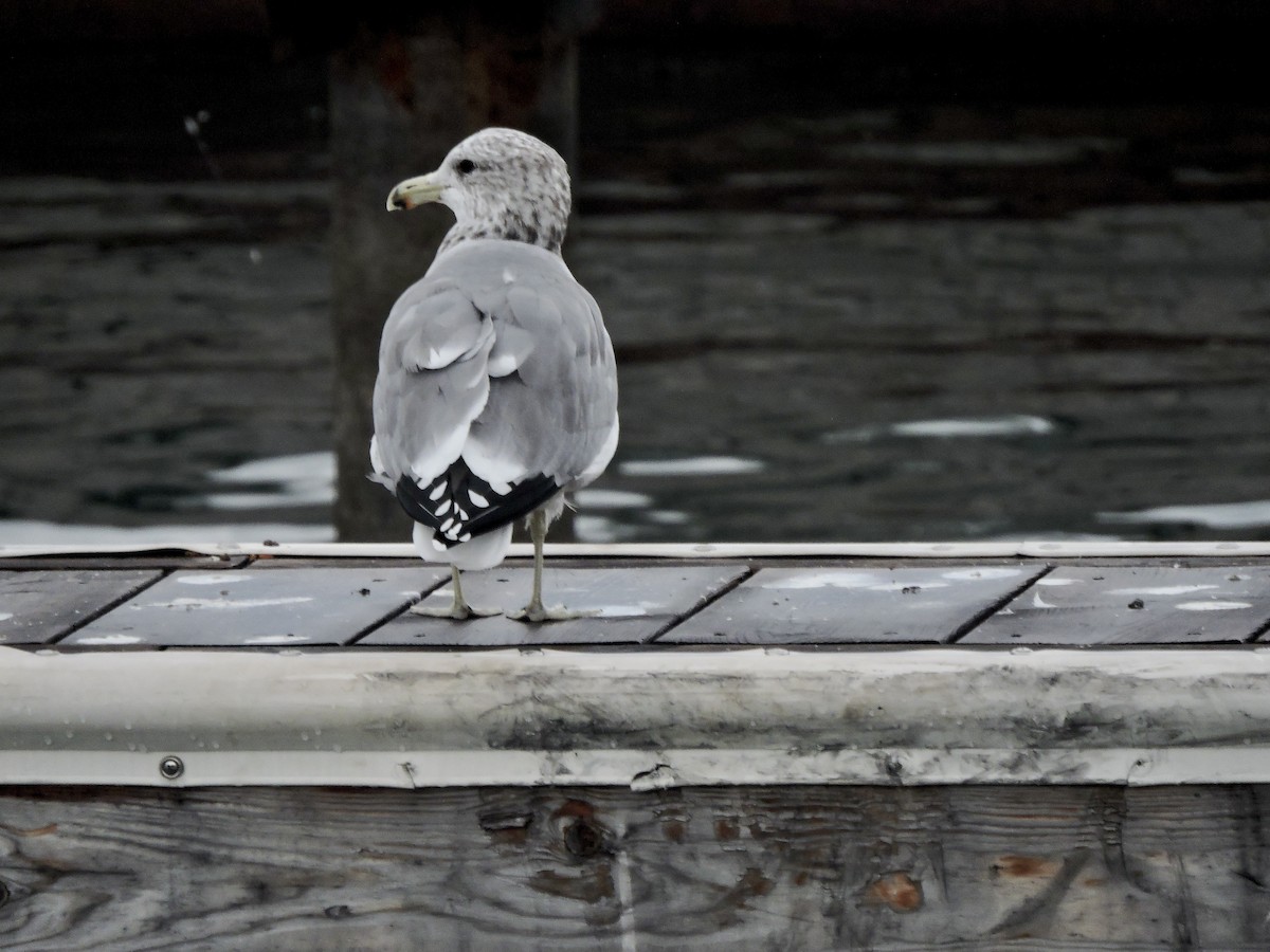 California Gull - ML642949556