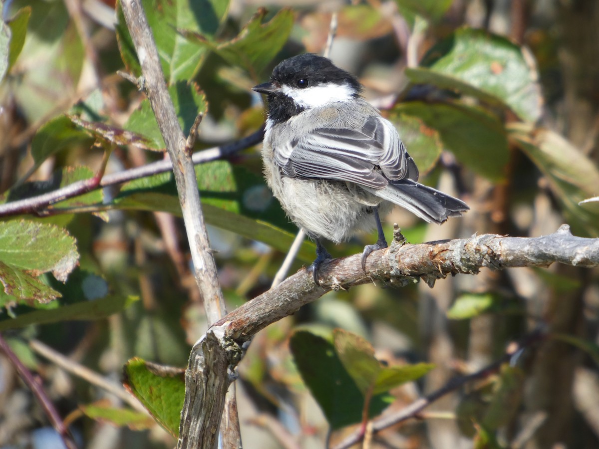Black-capped Chickadee - ML642949557