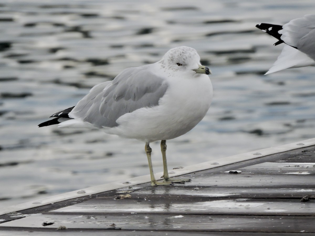 Ring-billed Gull - ML642949559