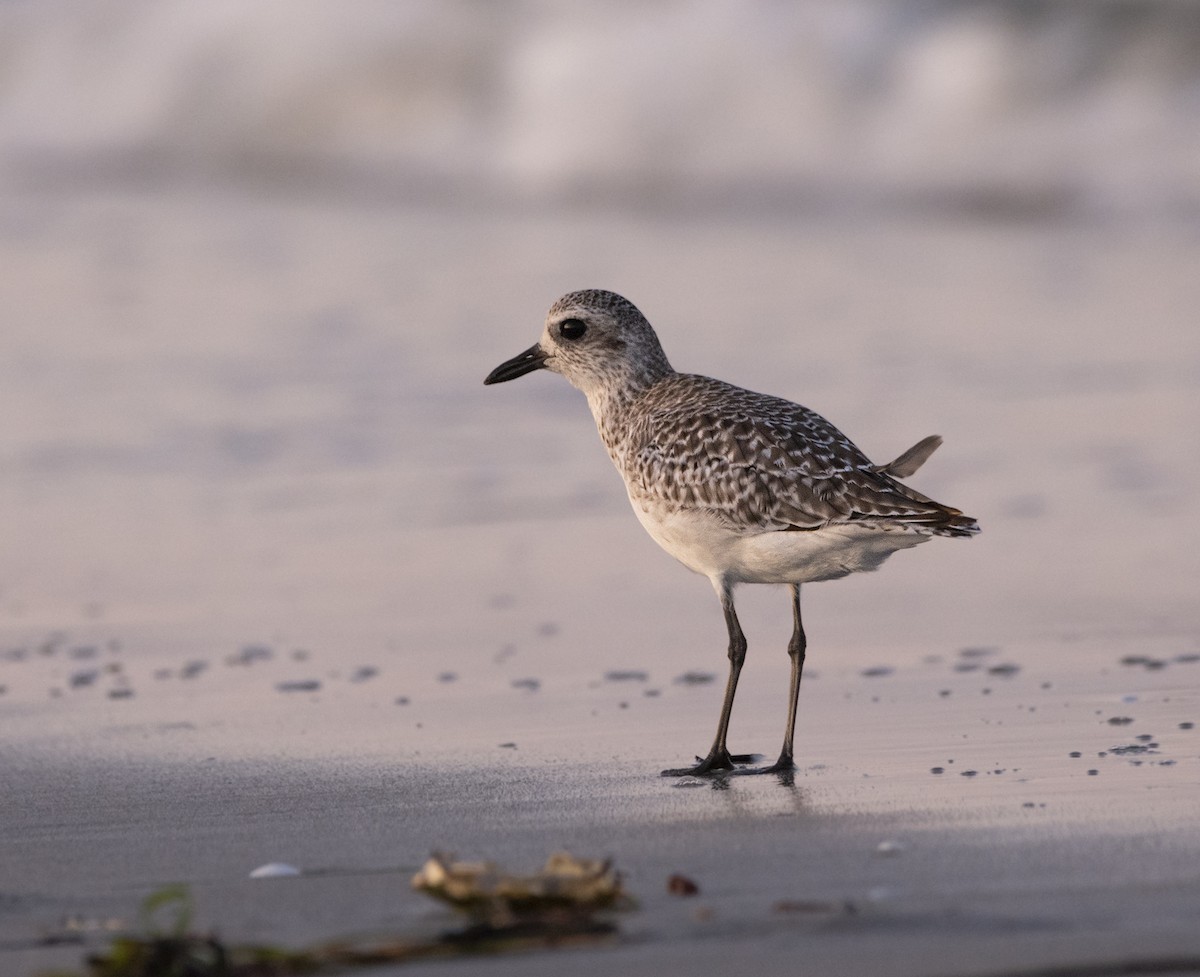 Black-bellied Plover - ML642949560