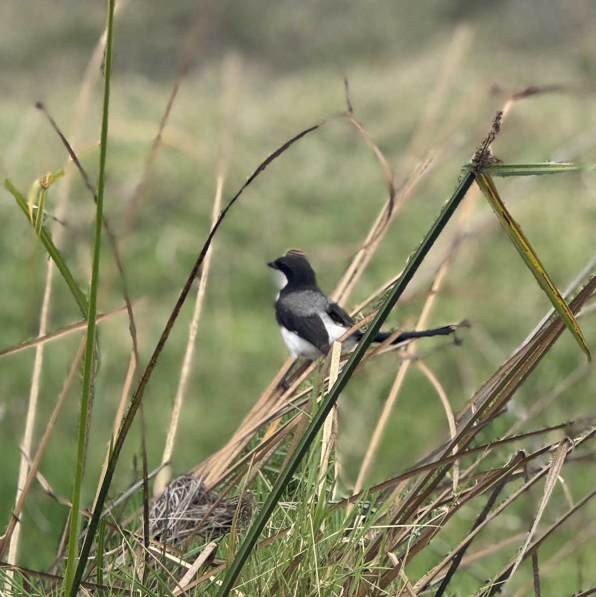 Black Crake - ML642949561