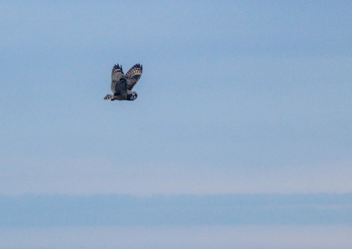 Short-eared Owl - ML642949564