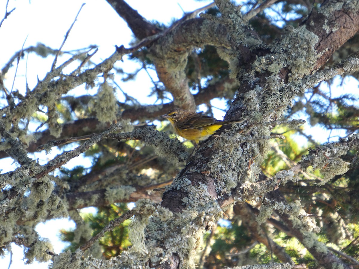 Palm Warbler - ML642949565