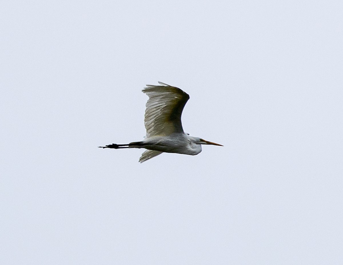 ダイサギ - ML642949574