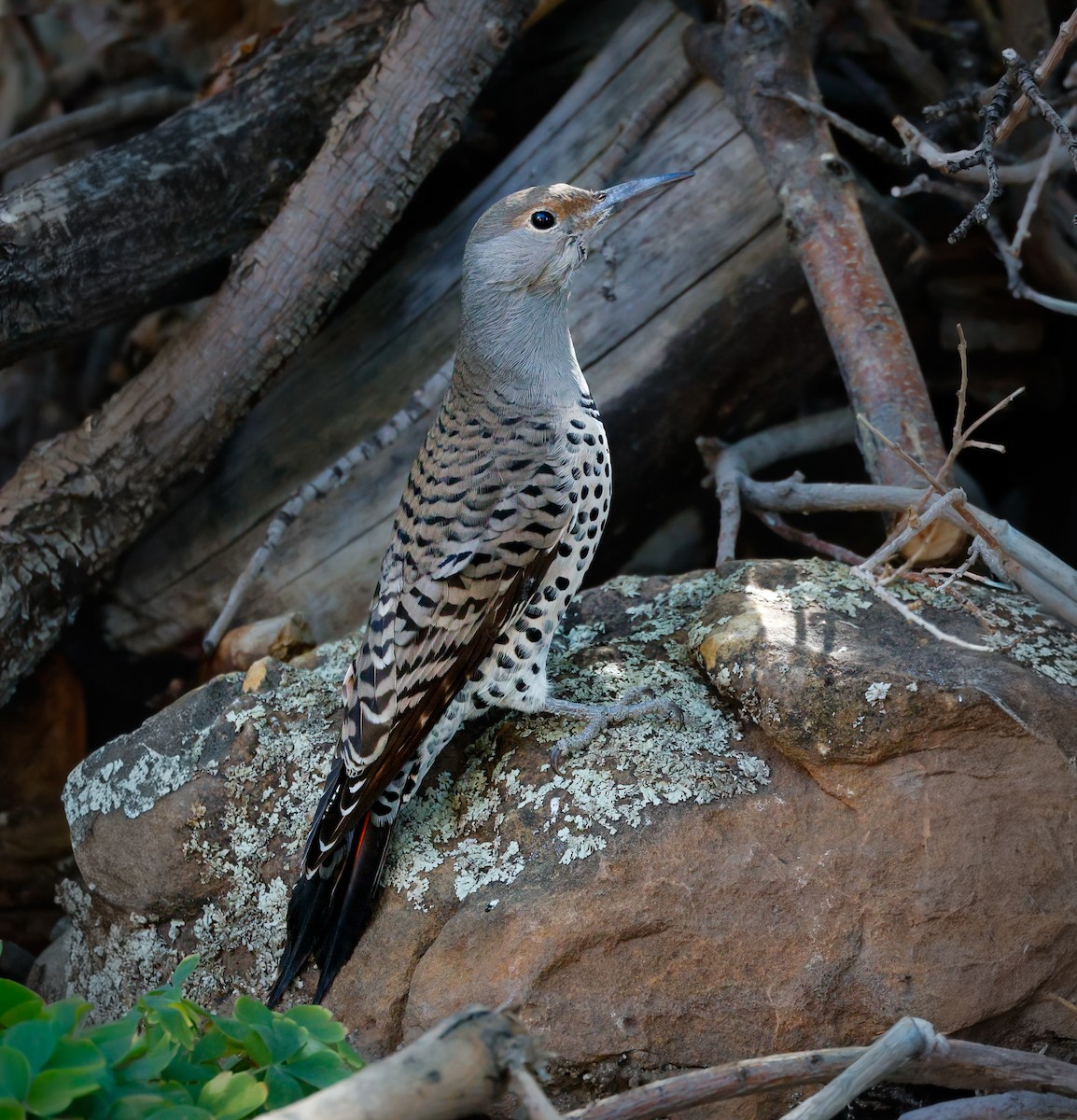 Northern Flicker - ML642949595