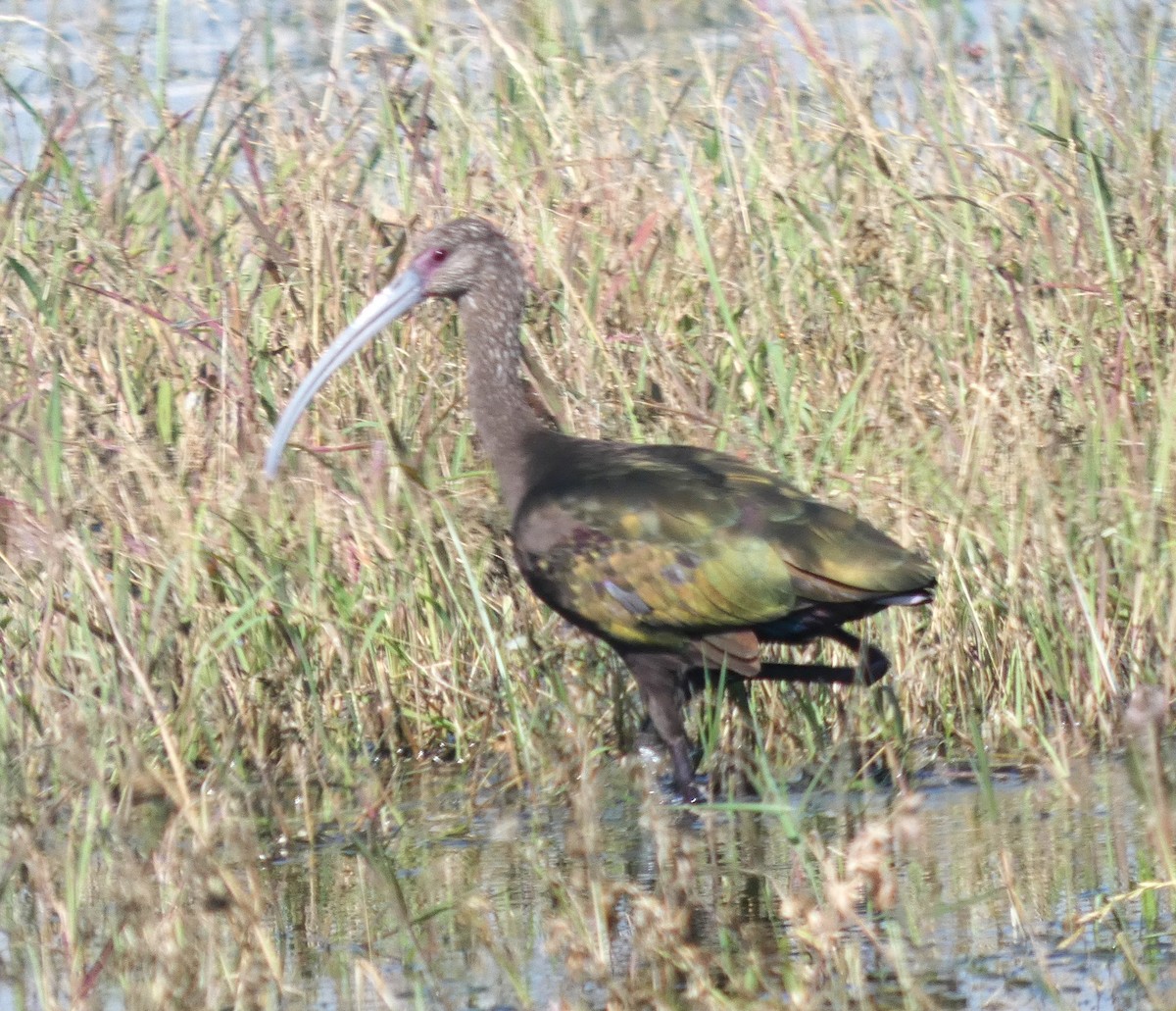 White-faced Ibis - ML642949596