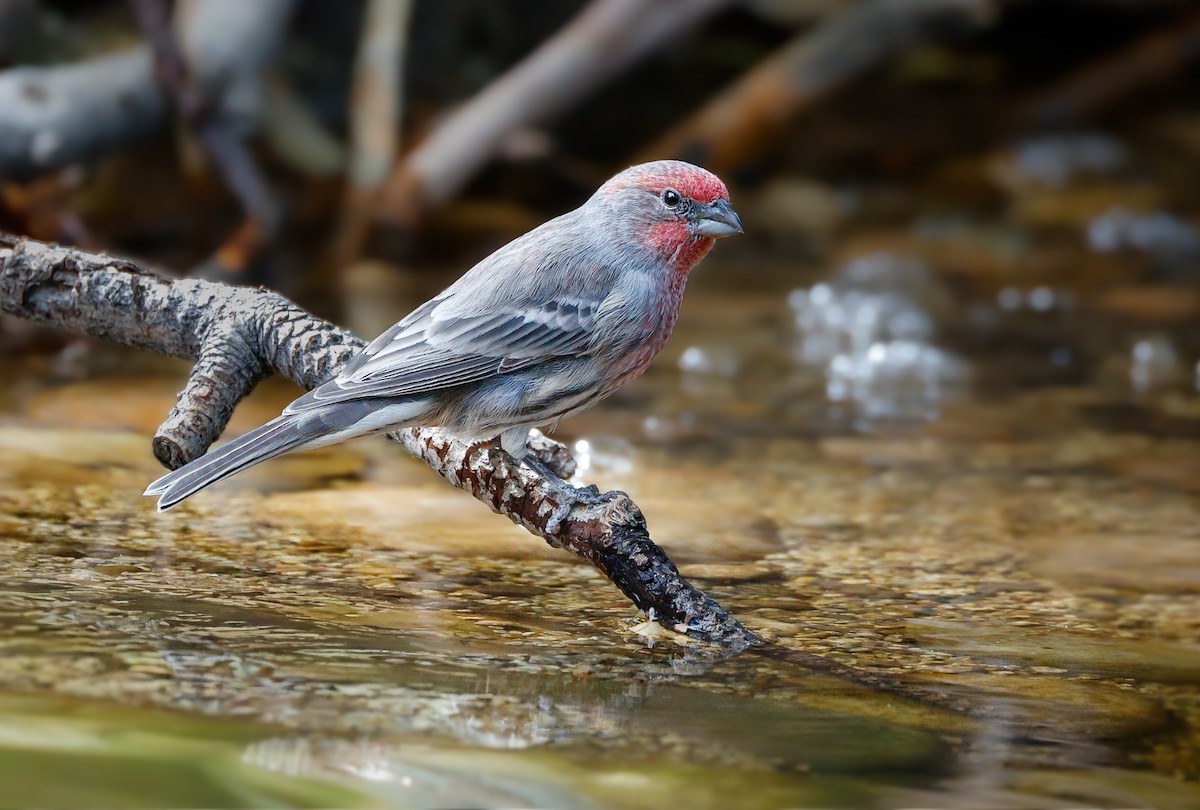 House Finch - ML642949599