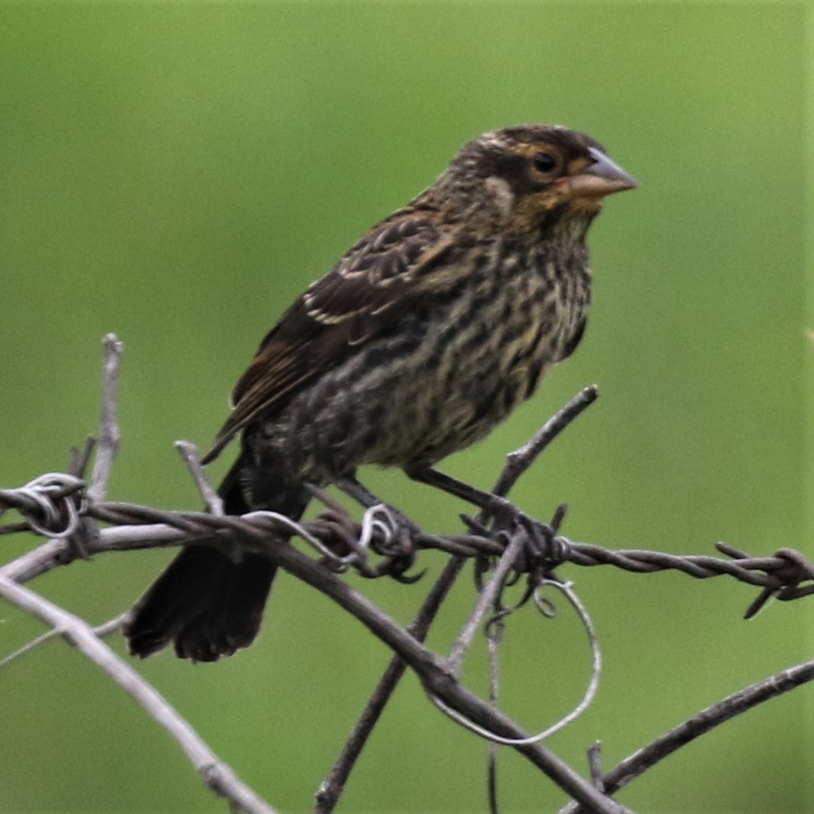 Red-winged Blackbird - ML64294961