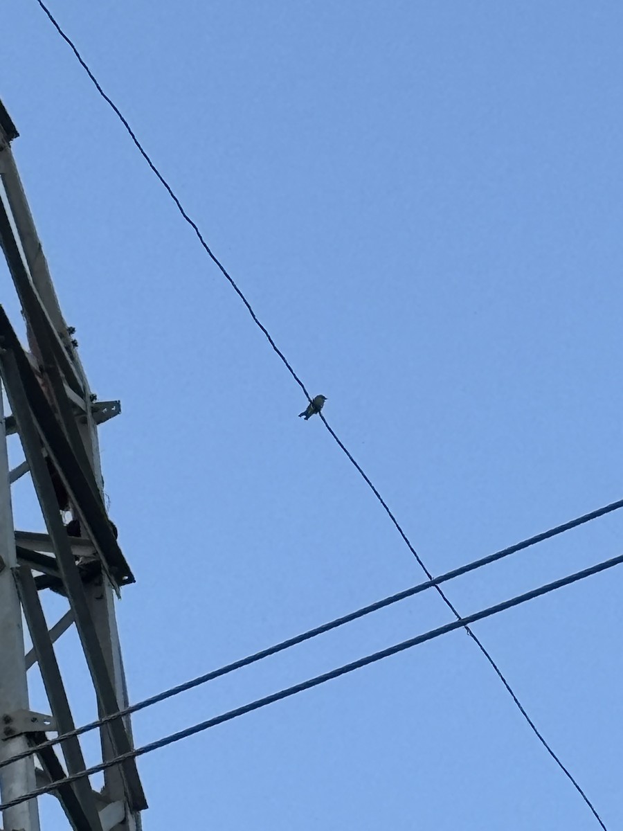 Ashy Woodswallow - ML642949610