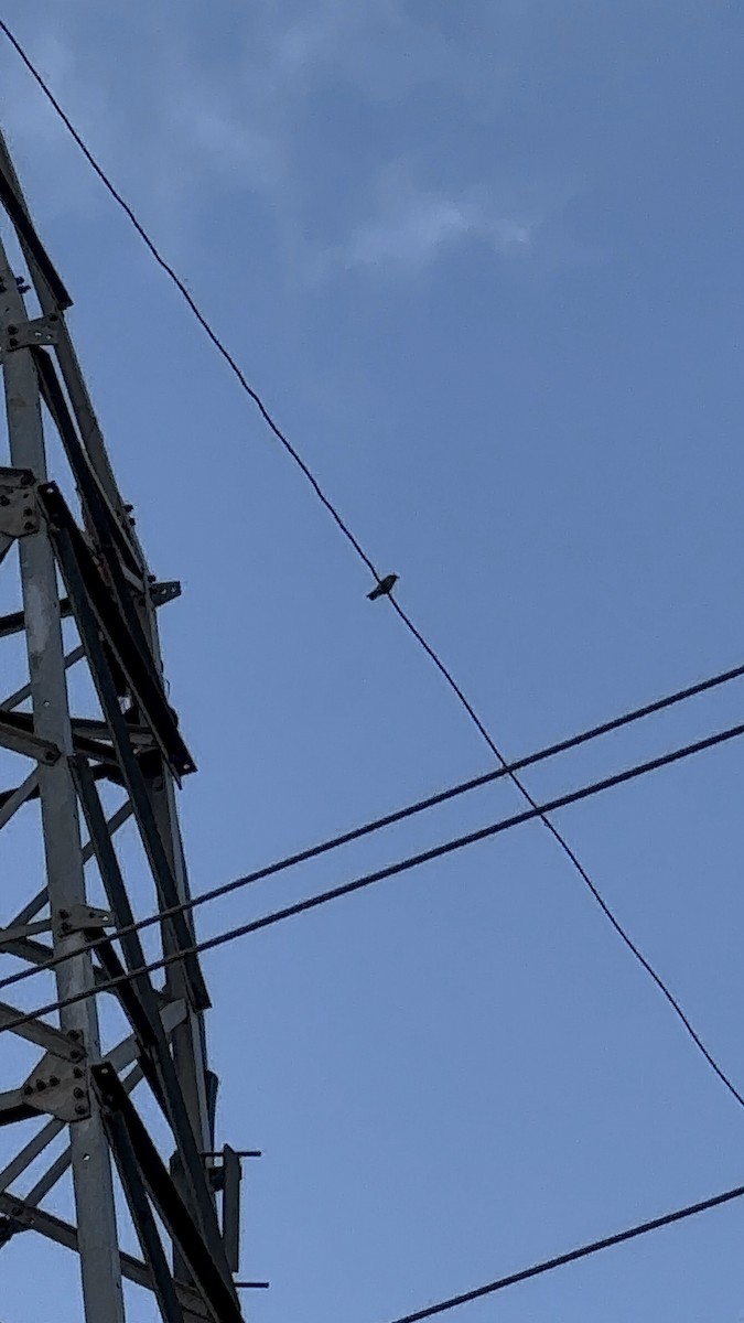Ashy Woodswallow - ML642949611