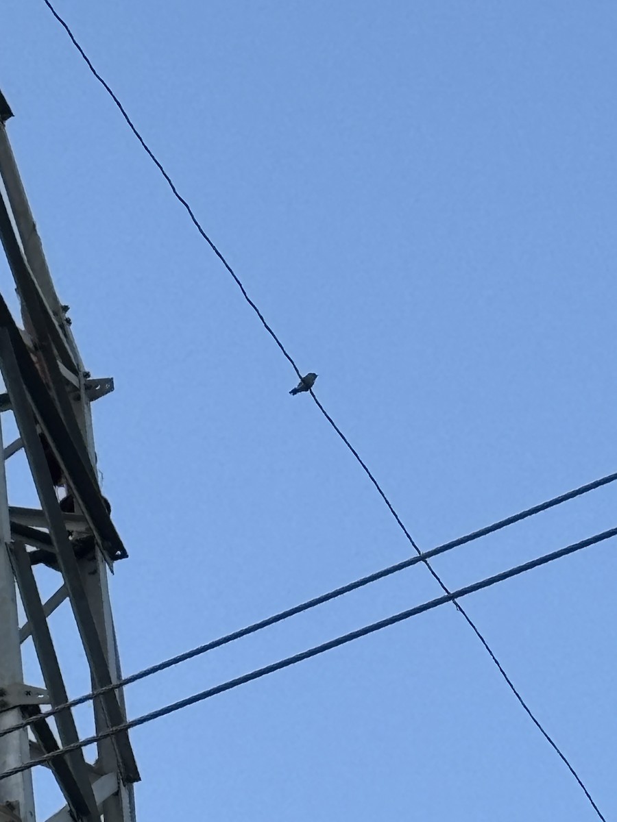Ashy Woodswallow - ML642949612