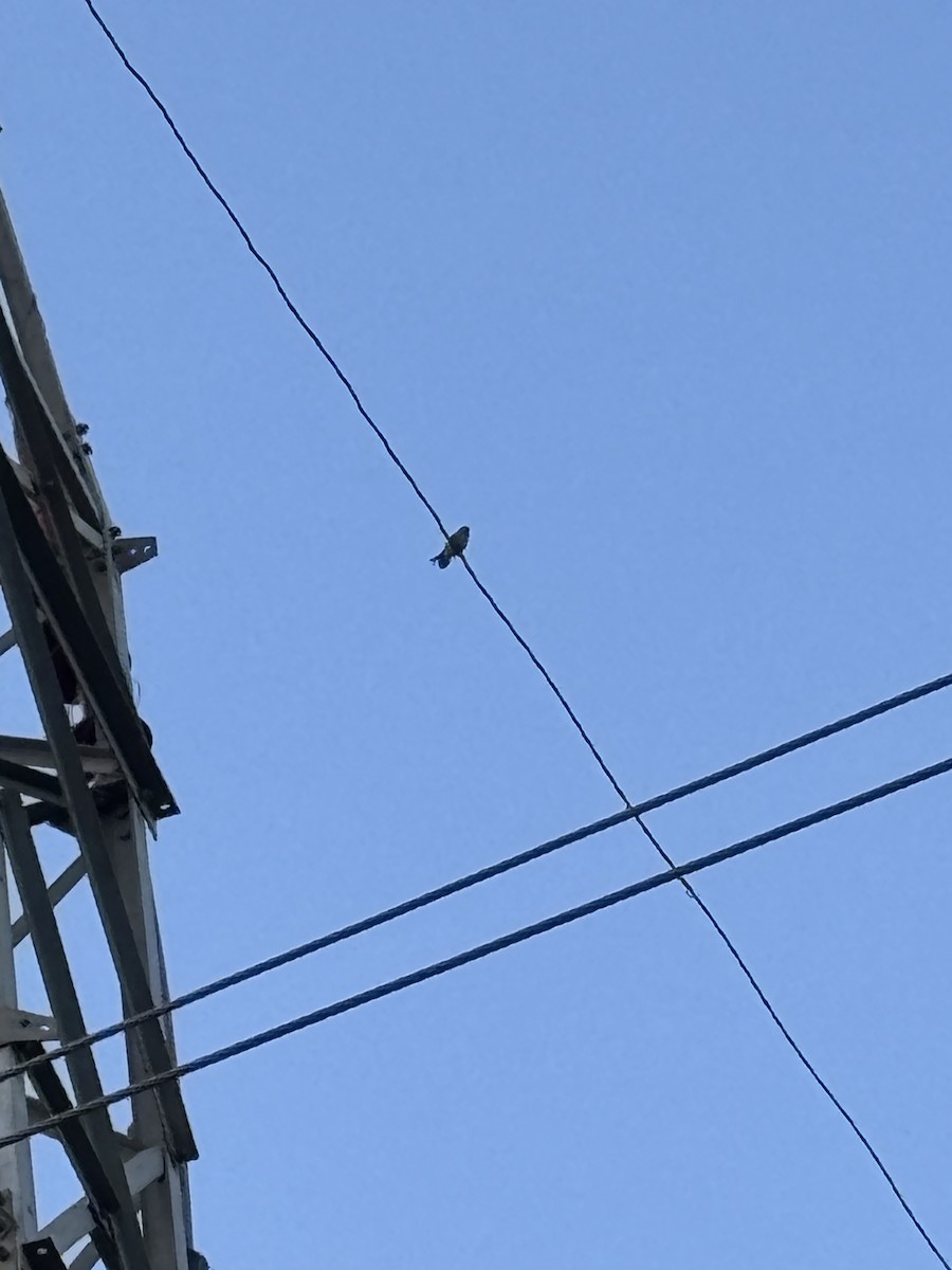 Ashy Woodswallow - ML642949613