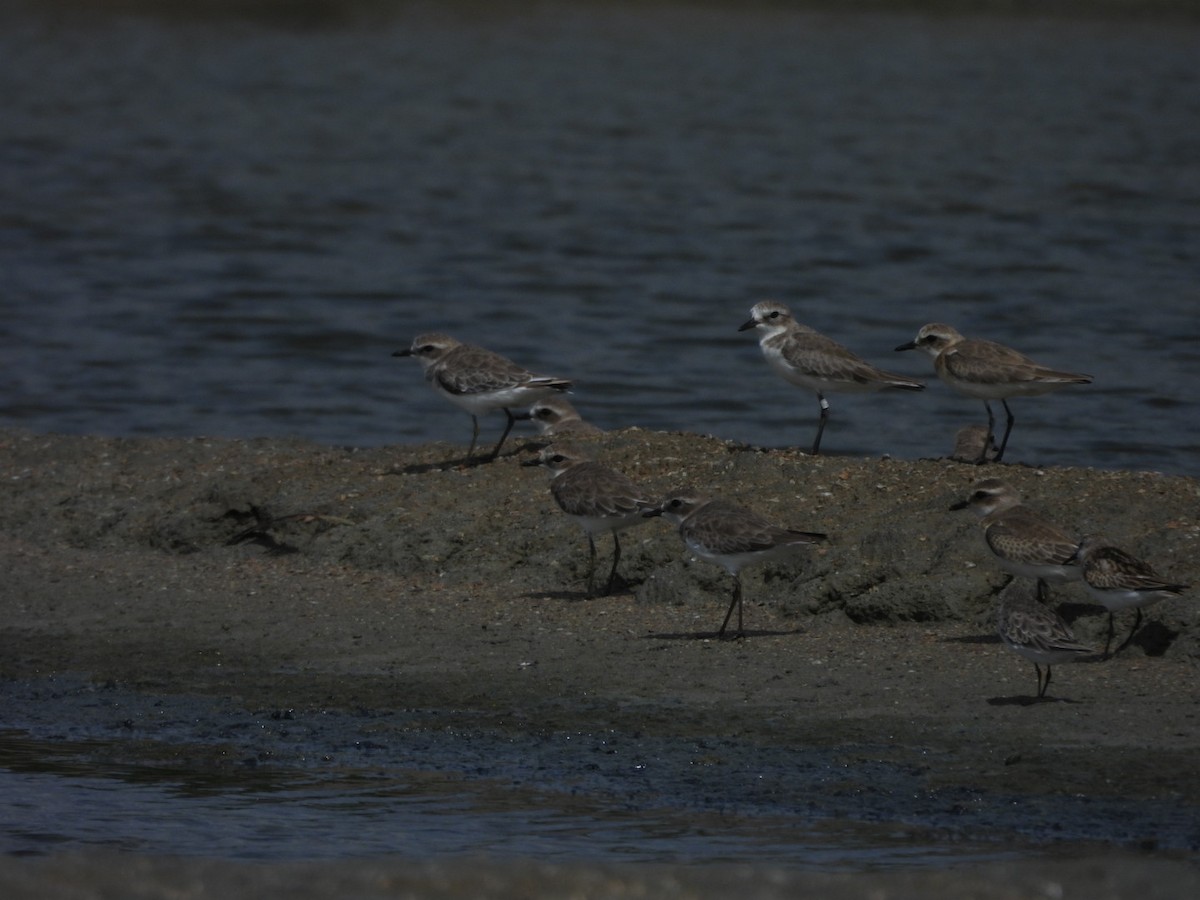 Tibetan Sand-Plover - ML642949614