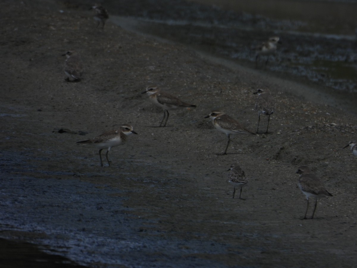Tibetan Sand-Plover - ML642949615
