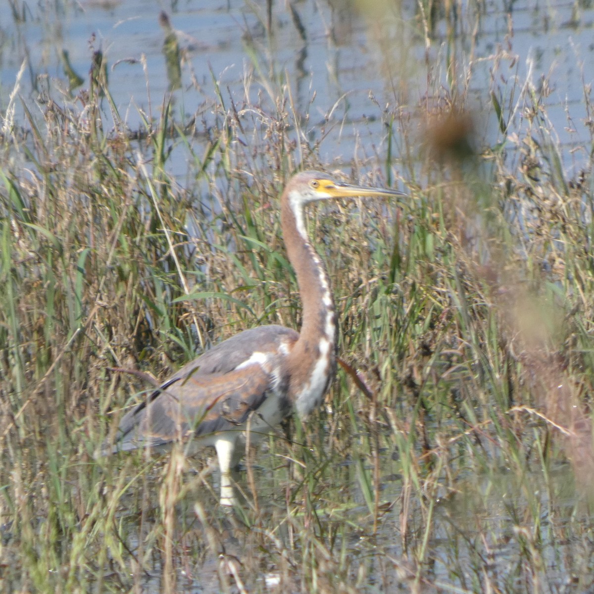 Tricolored Heron - ML642949617