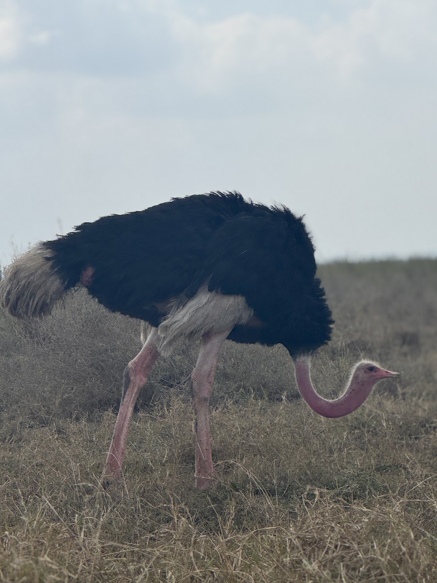 Common Ostrich - ML642949619