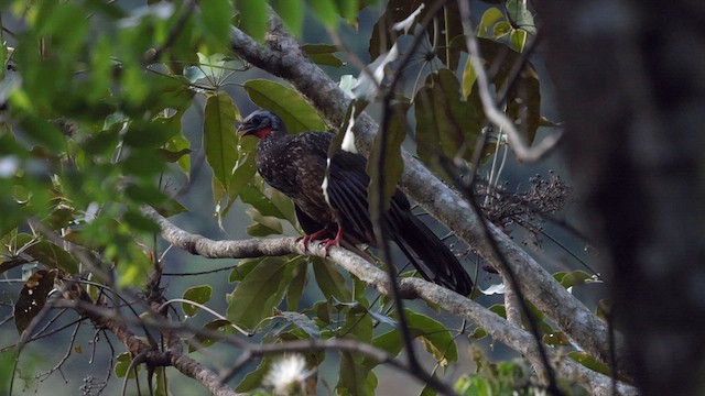 Andean Guan - ML642949620