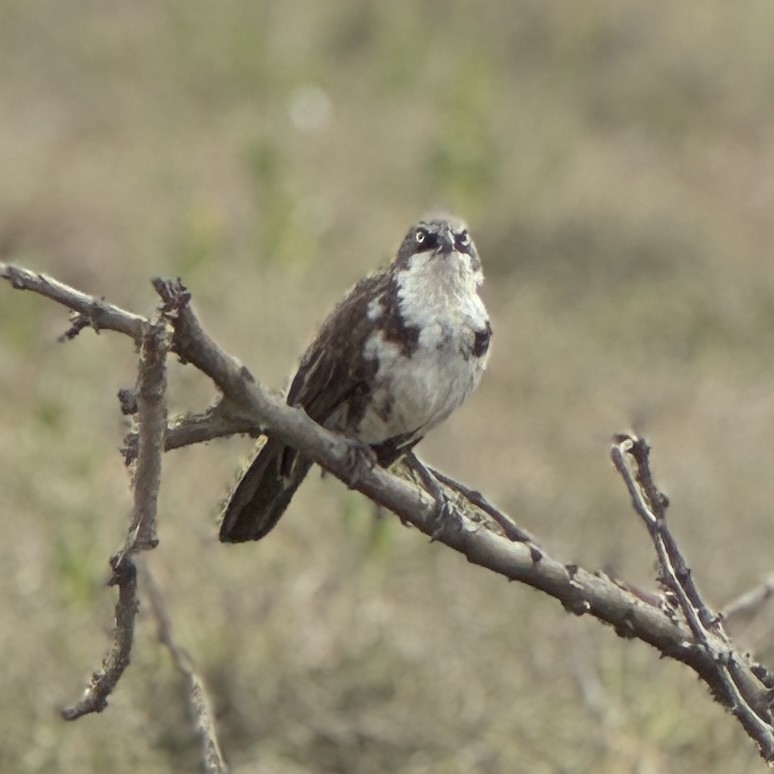 Northern Pied-Babbler - ML642949638