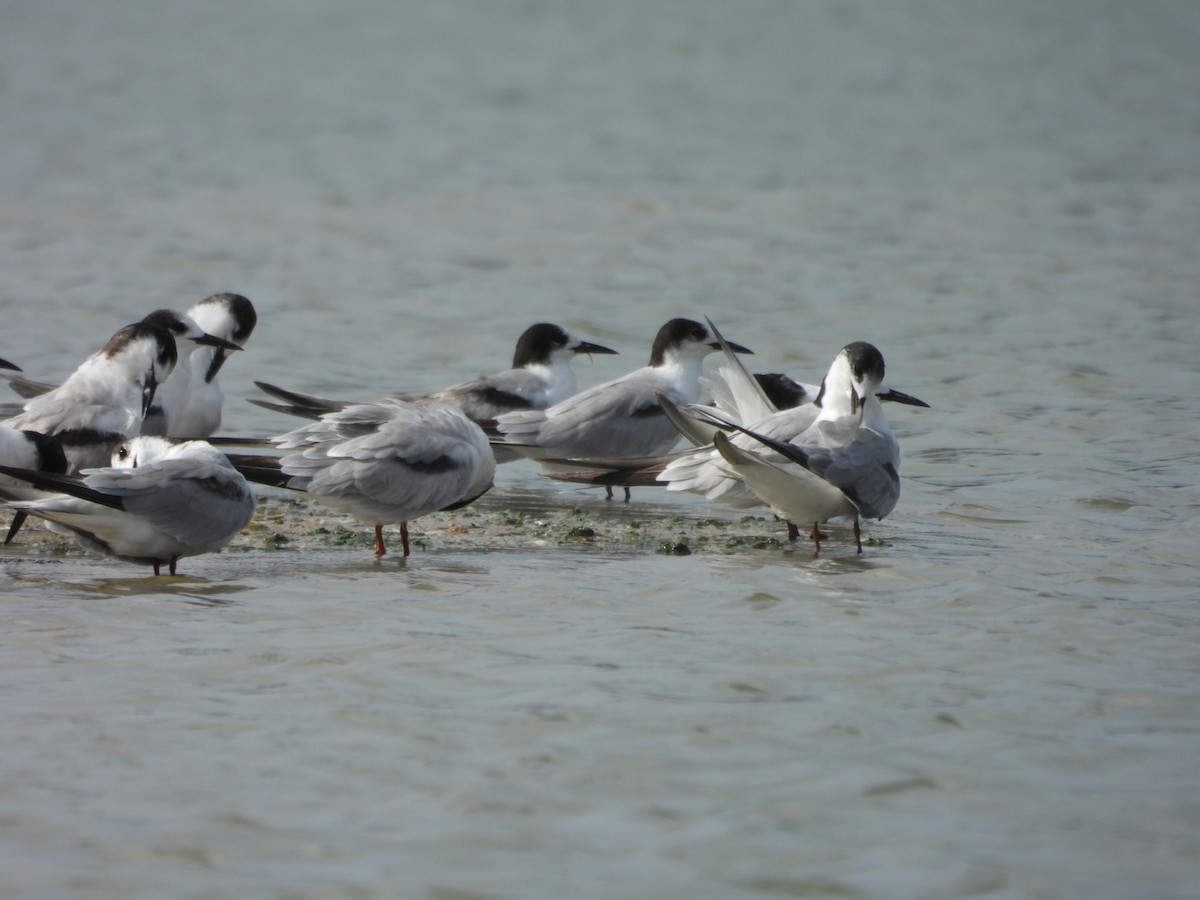 Common Tern - ML642949647