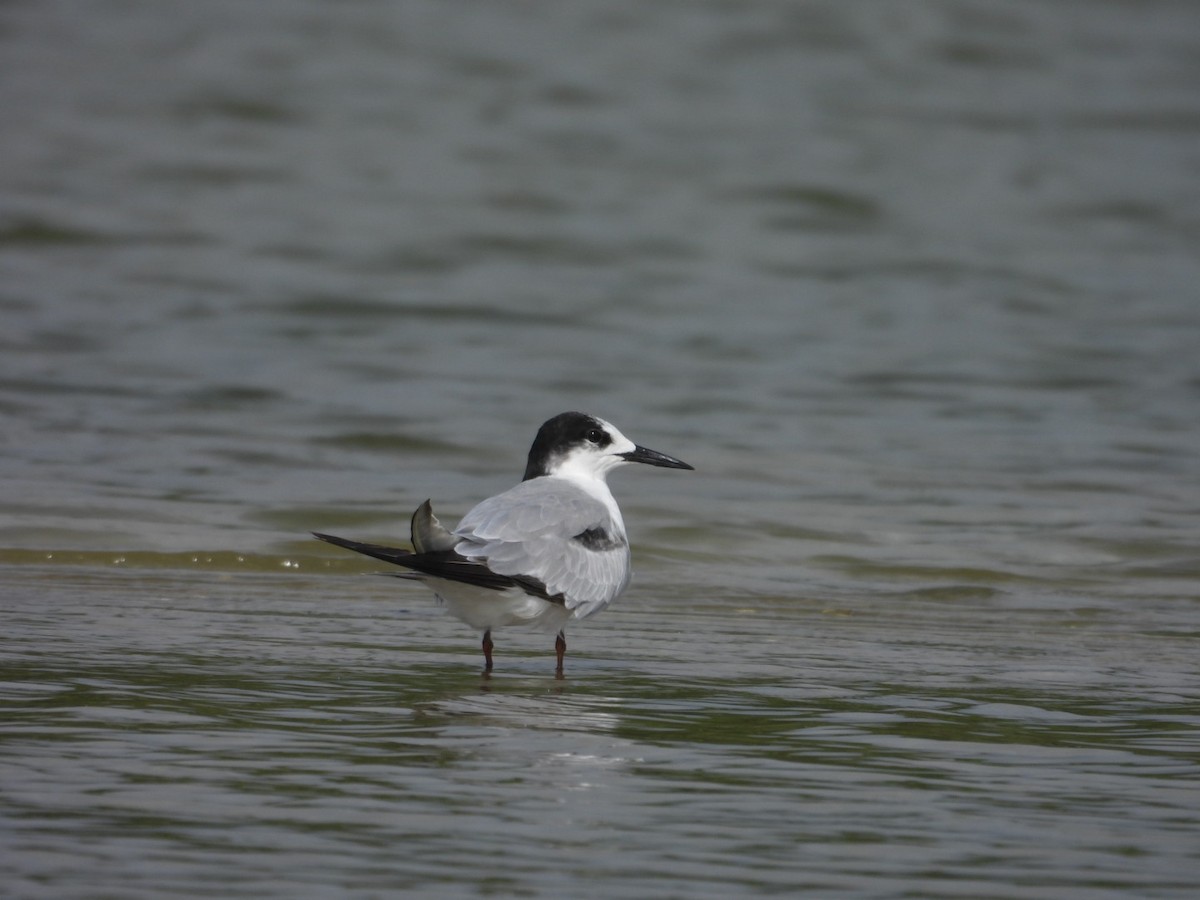 Common Tern - ML642949648