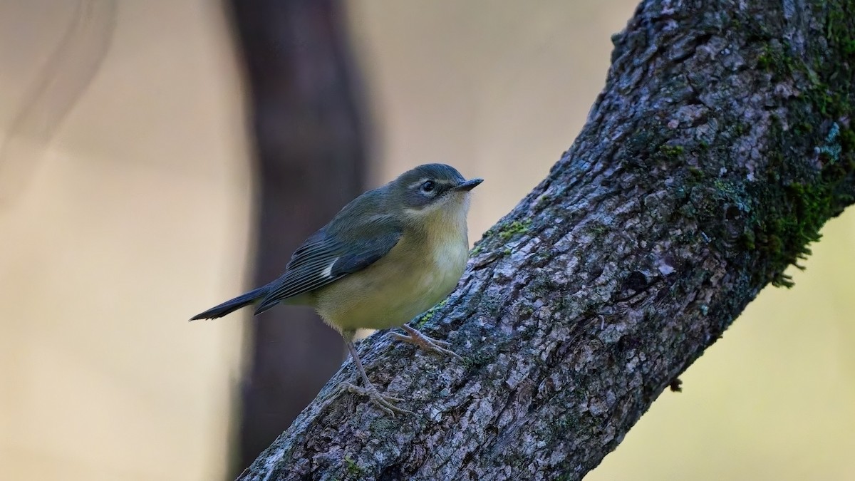 ノドグロルリアメリカムシクイ - ML642949669