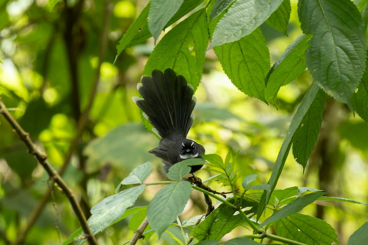 White-throated Fantail - ML642949671