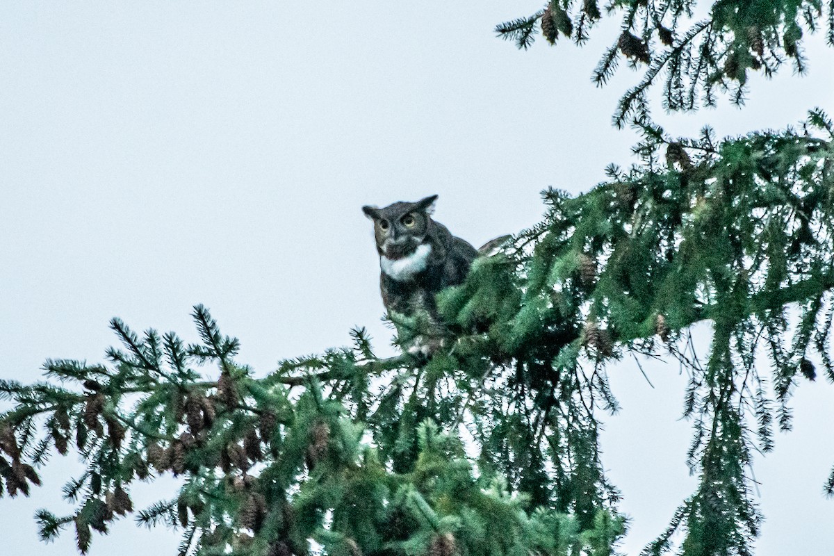 Great Horned Owl - ML642949676