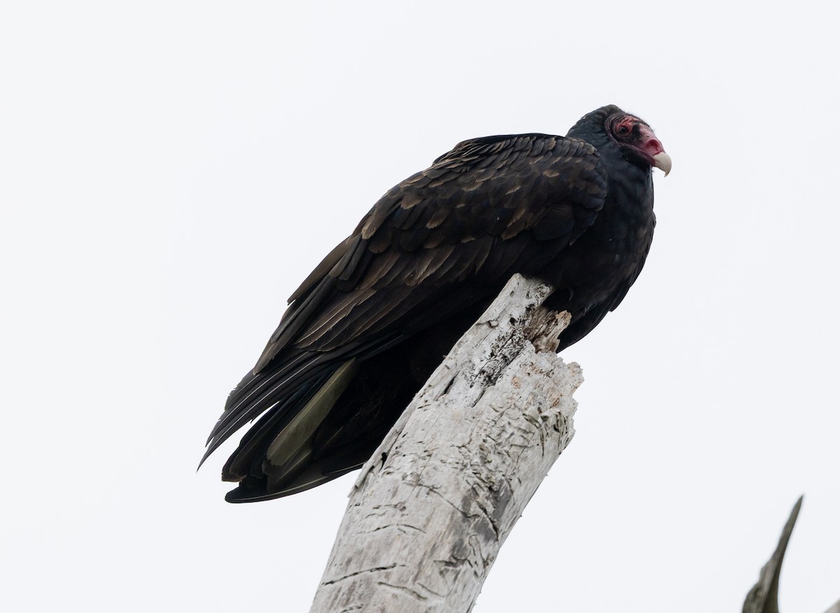 Turkey Vulture - ML642949678