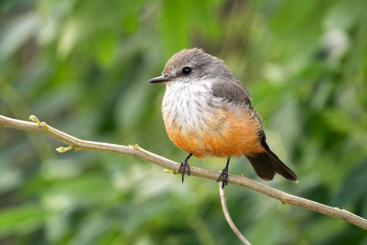 Vermilion Flycatcher - ML642949679