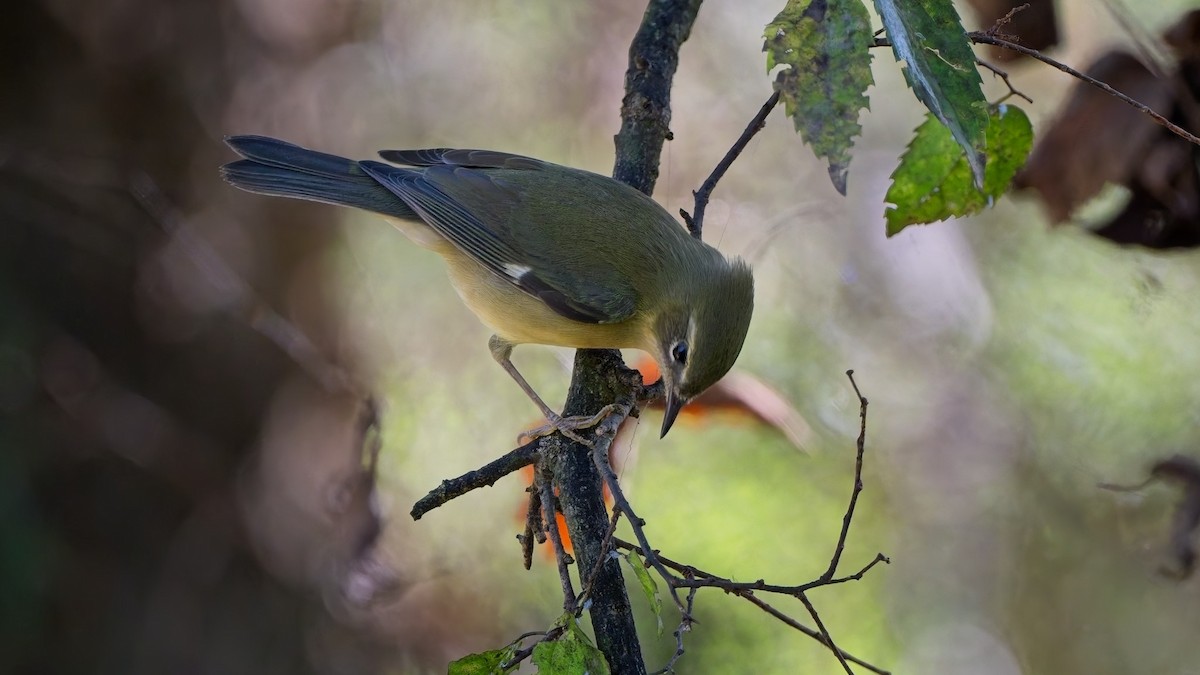 Black-throated Blue Warbler - ML642949680