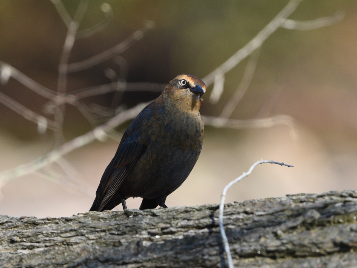 Rusty Blackbird - ML642949681