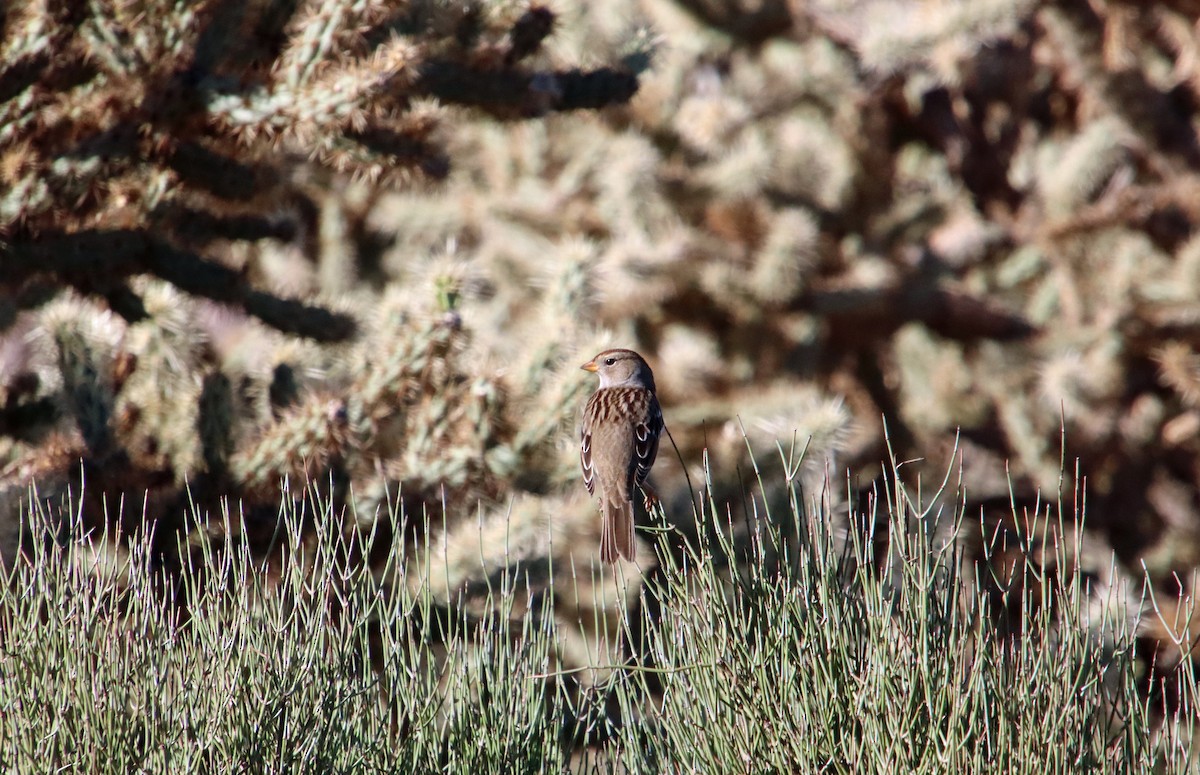 White-crowned Sparrow - ML642949682