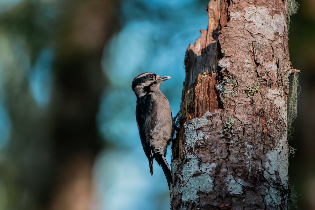 Downy Woodpecker - ML642949684