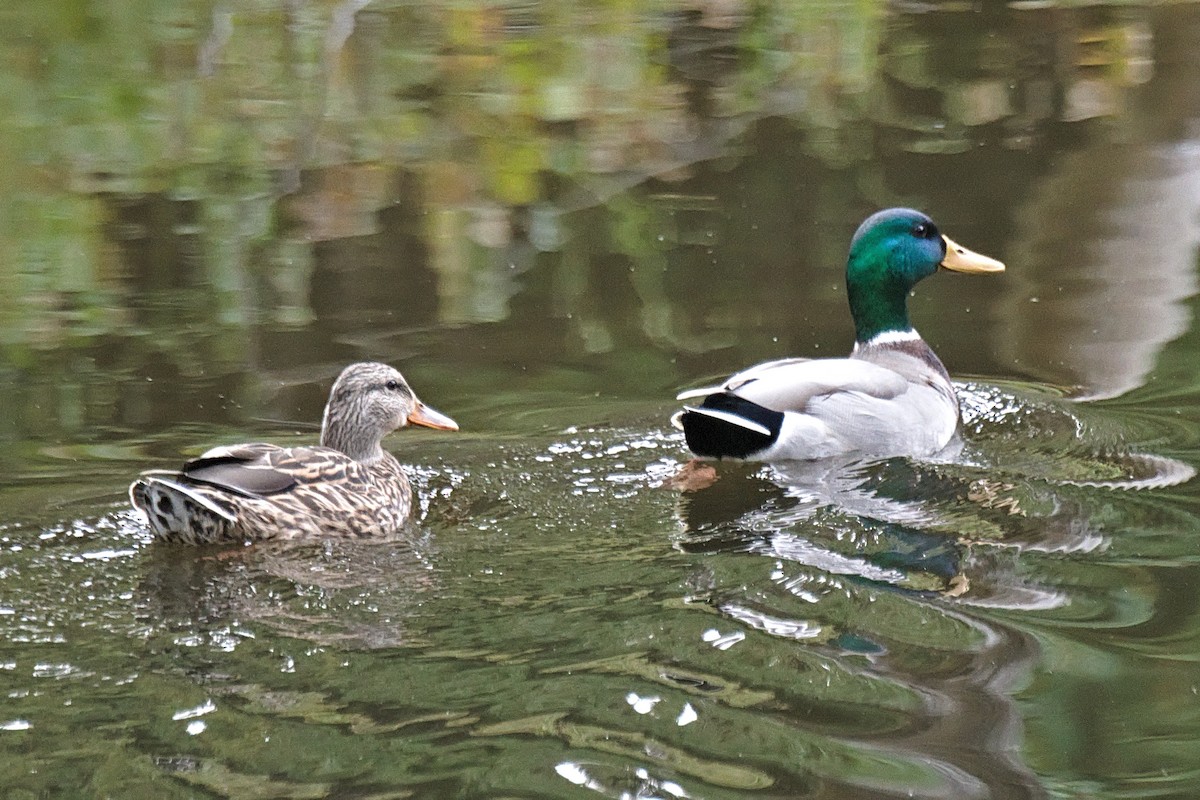Mallard - ML642949686