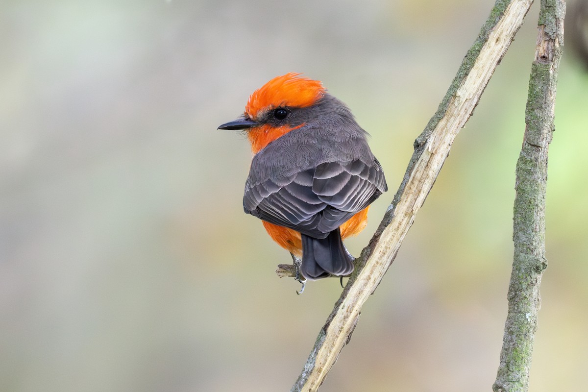 Vermilion Flycatcher - ML642949688