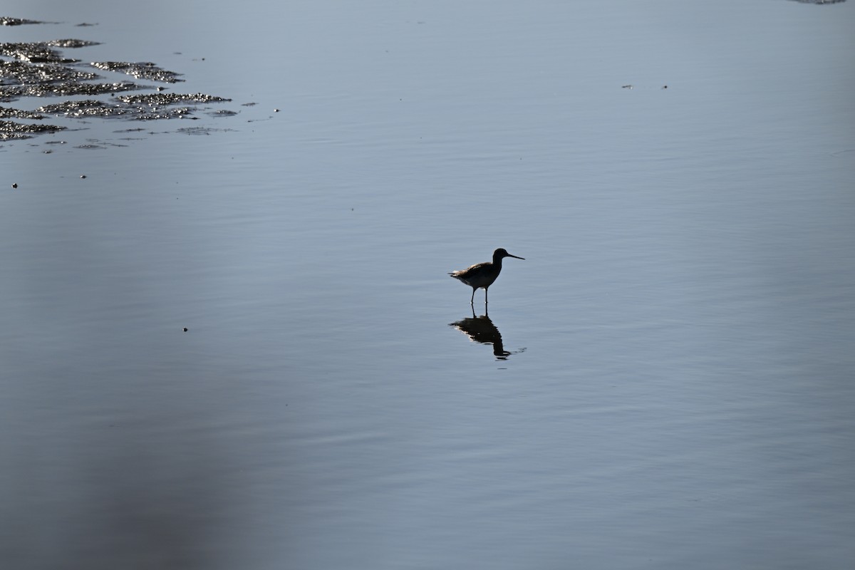 Greater Yellowlegs - ML642949691