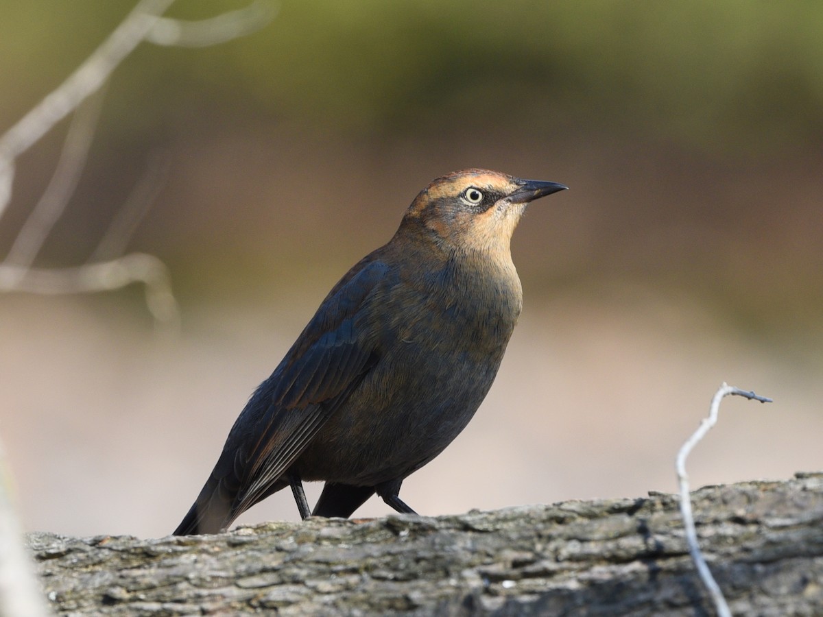 Rusty Blackbird - ML642949692
