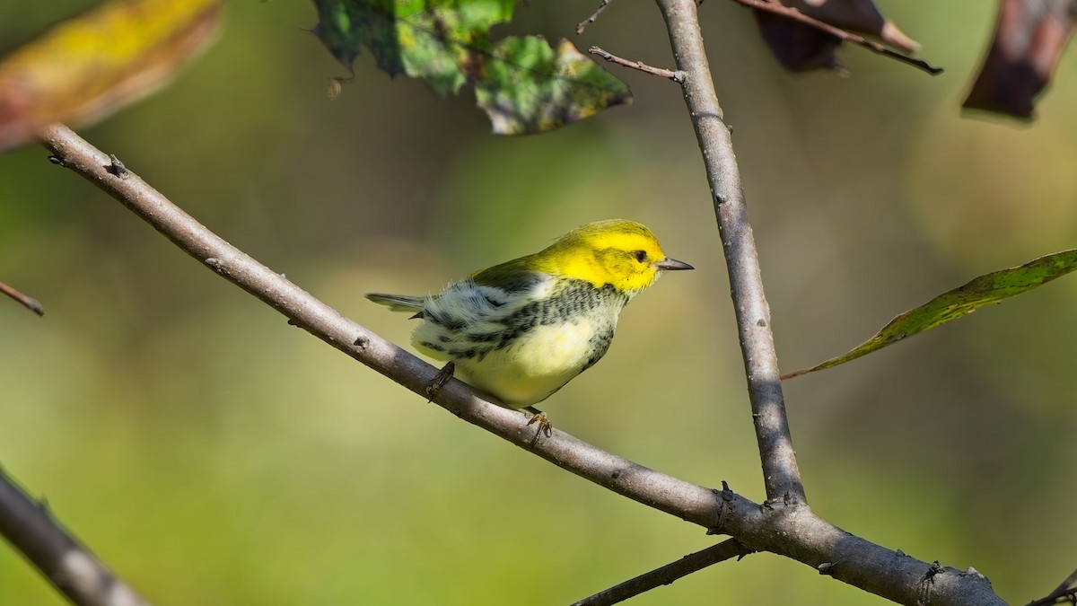 Black-throated Green Warbler - ML642949693