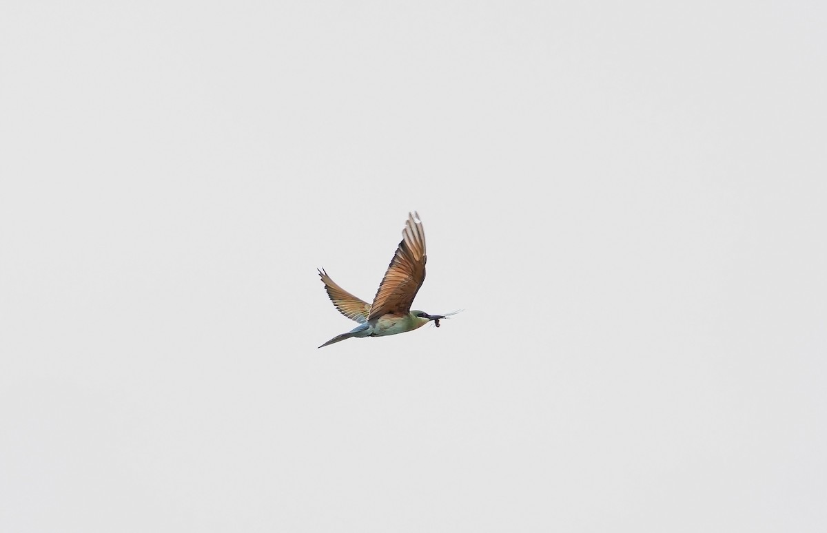 Blue-tailed Bee-eater - ML642949694